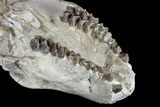 Oreodont (Merycoidodon) Partial Skull - Wyoming #113033-5